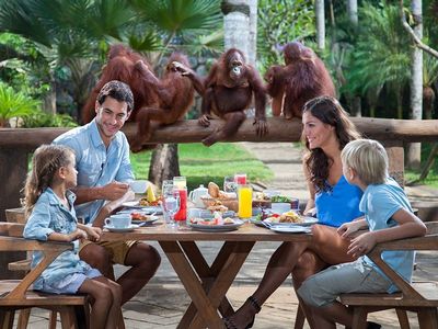 Breakfast With Orangutans At The Bali Zoo